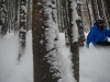 Riding steamboat trees and powder